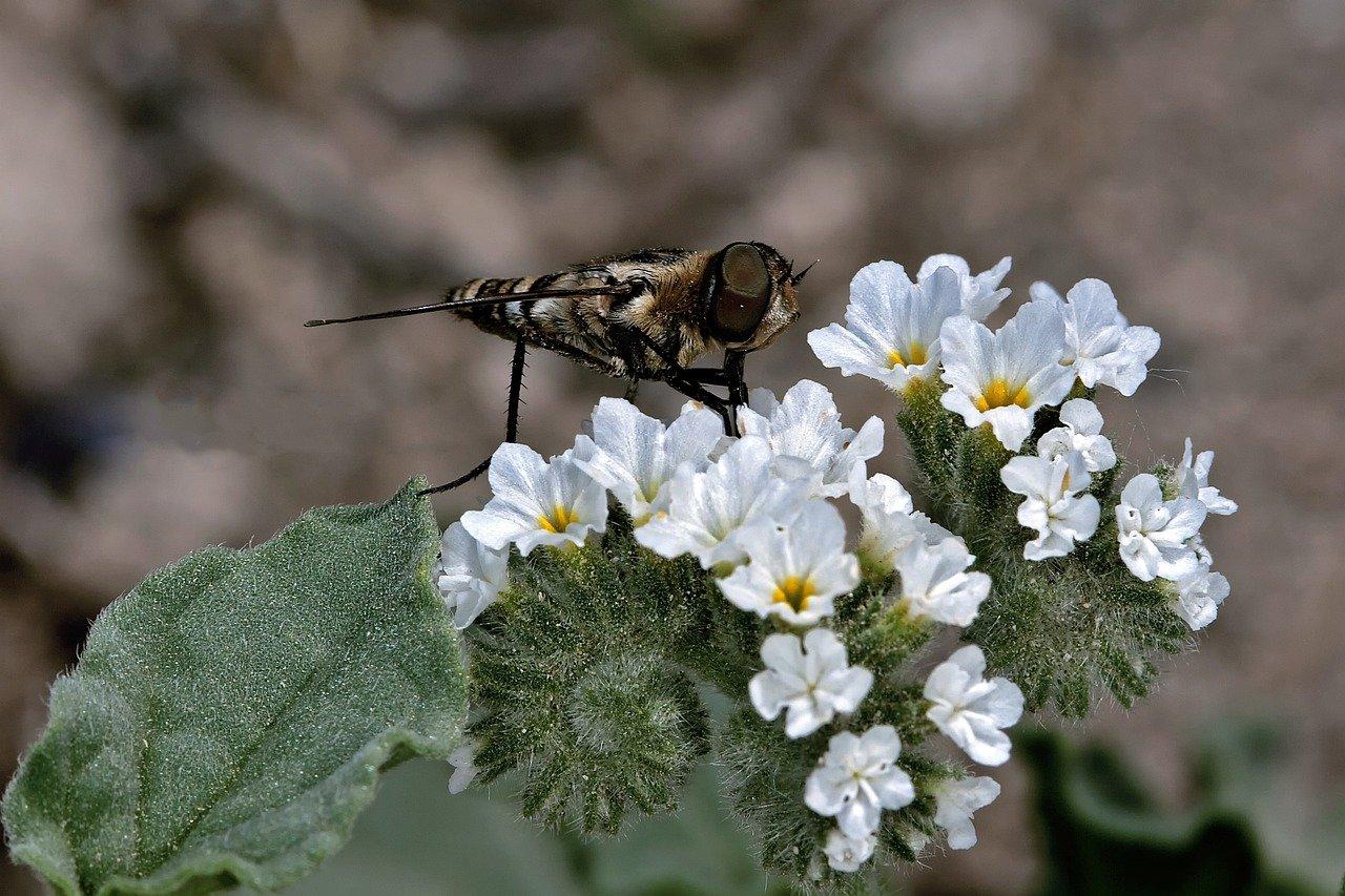 4. 自然授粉条件