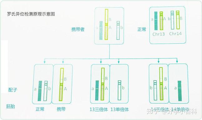 染色体罗氏易位 - 知乎