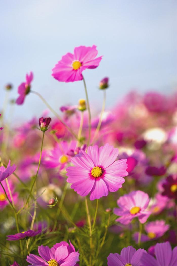 春天开什么花 花朵图片