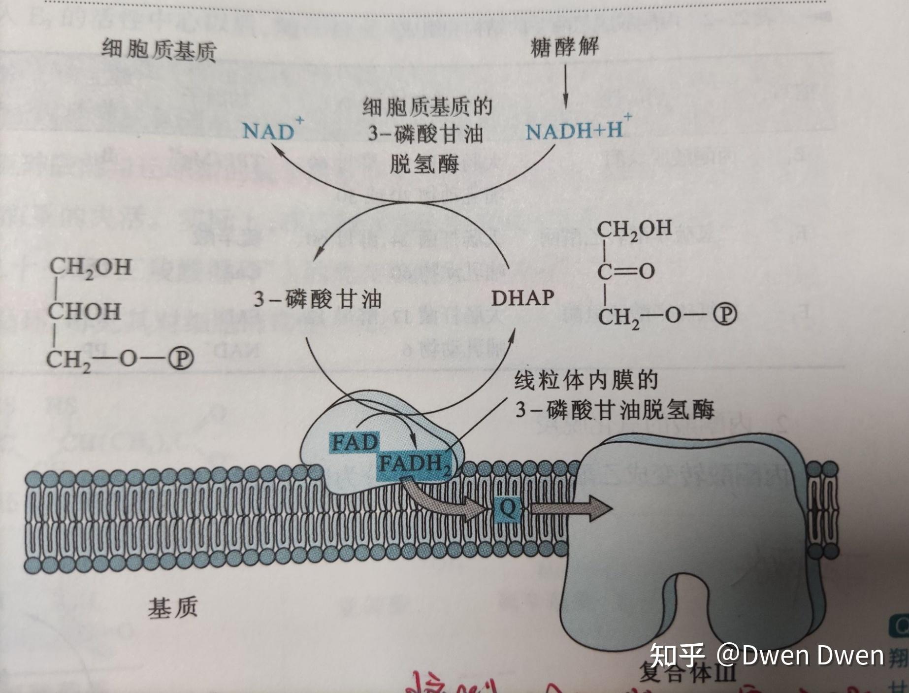 三磷酸甘油醛图片