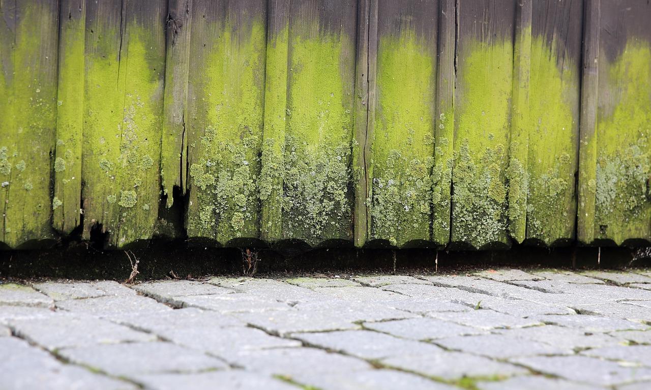 2. 朽木检测标准