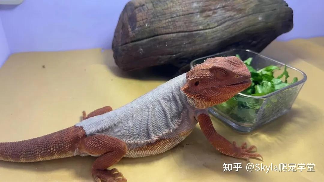 鬃狮蜥不吃蔬菜怎么办? - 知乎