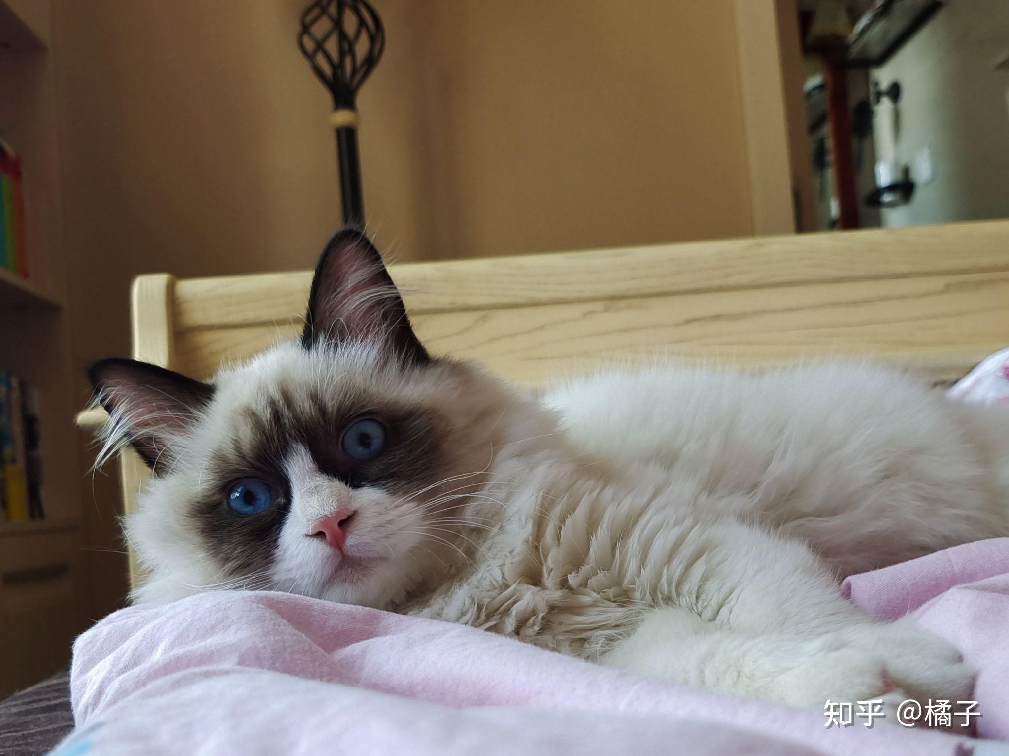 开脸小的布偶猫长大会好看吗? - 知乎