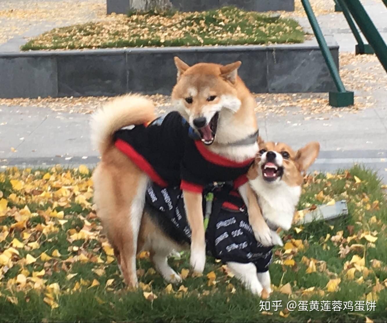 求问柴犬和柯基一起养是什么感受?