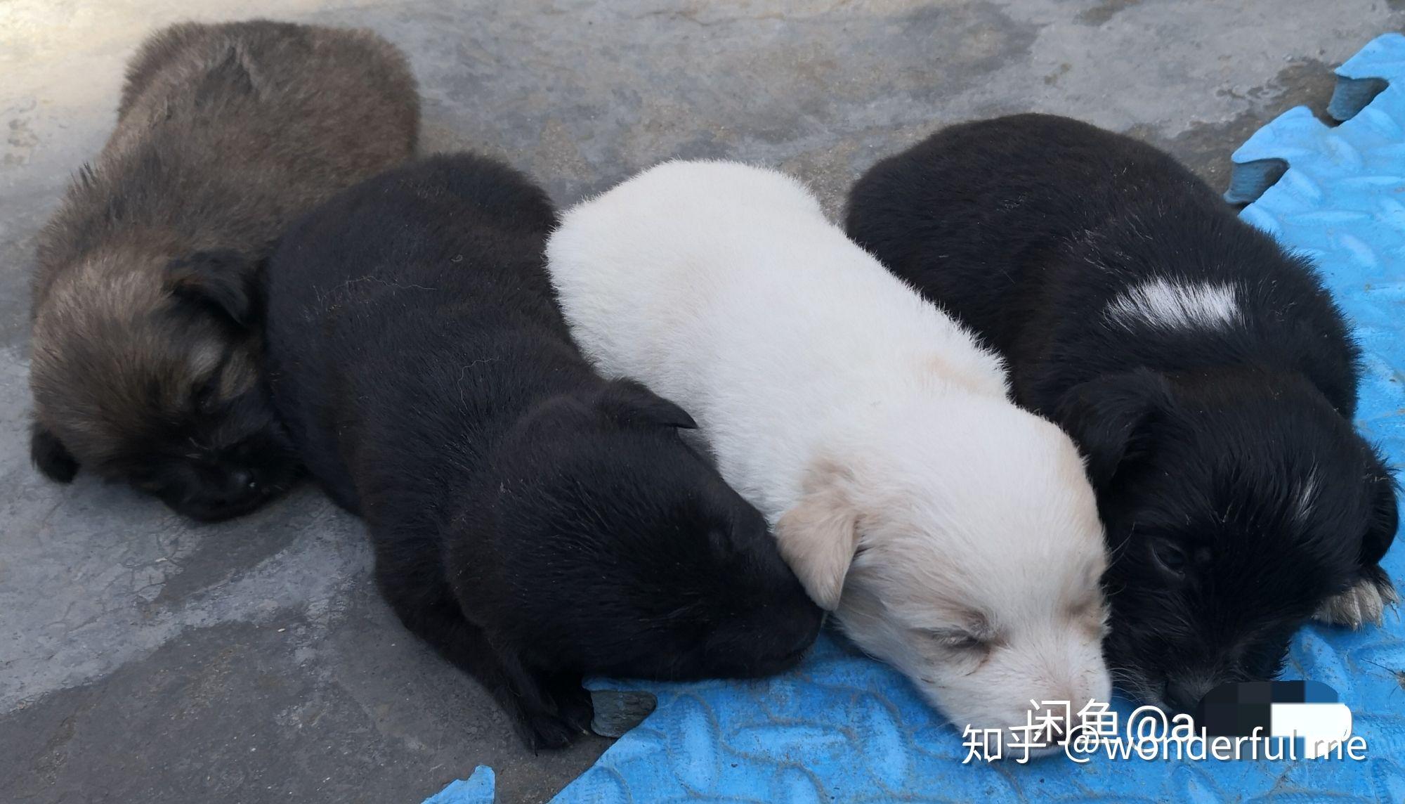 求问边牧泰迪串串以后会长多大