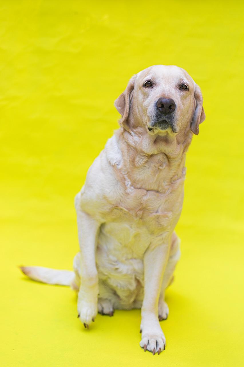 2. 金毛狗脊用途