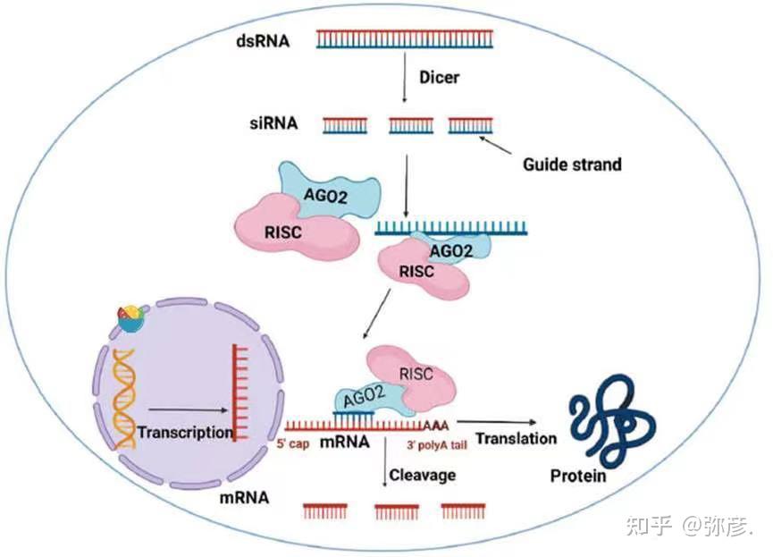 Sirna Risc Seed protocol 分享| 一文搞定siRNA从原理,引物涉及到细胞转染 - 知乎