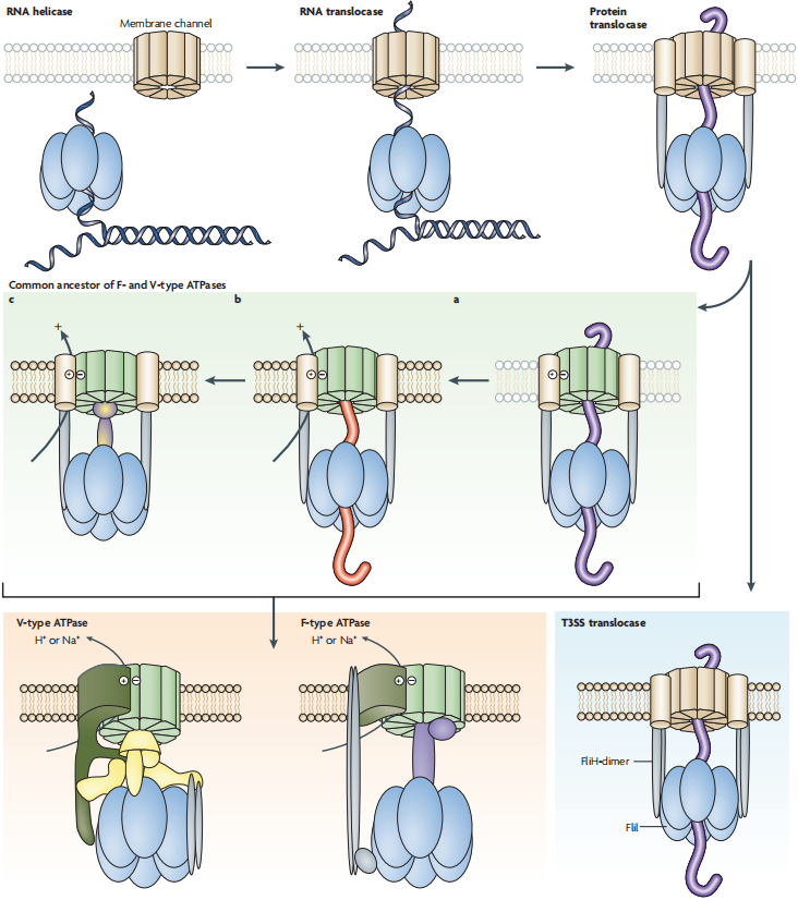v型质子泵和f型质子泵结构看起来相似,是真的相似吗?