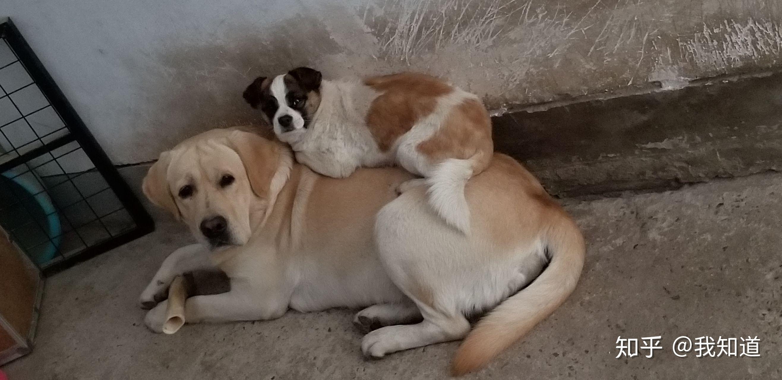 吉娃娃和柯基的混血是什么样子