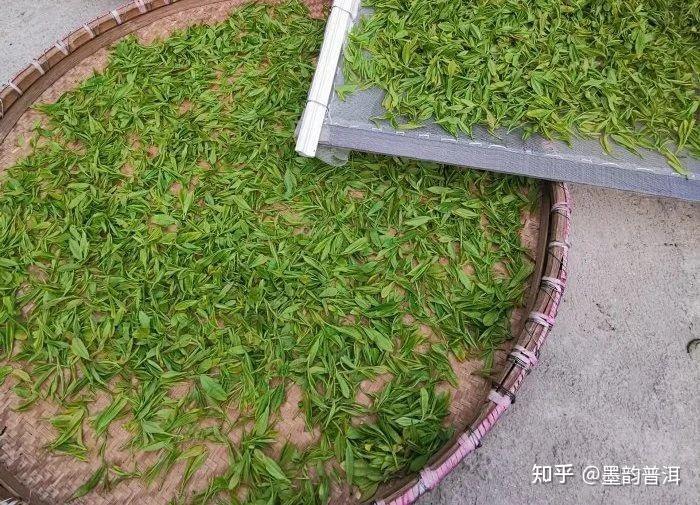 红茶揉捻术：如何塑造外形、提升内质？终极解密！ - 知乎