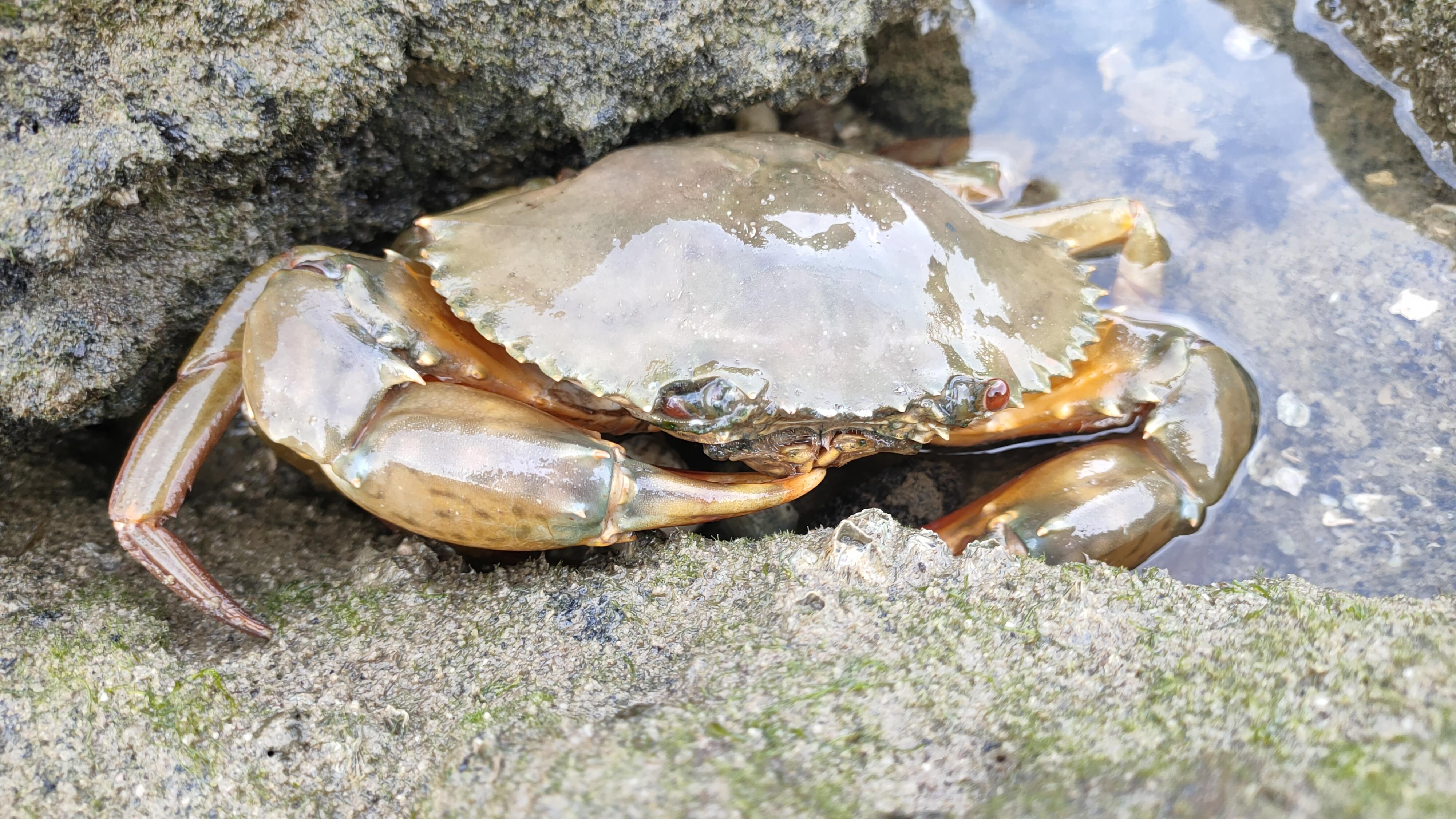 请问一下福建哪里可以赶海,去抓螃蟹赚钱?