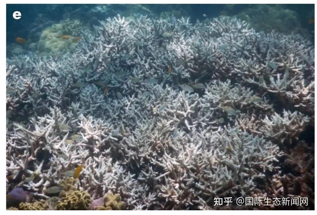 Nature | 全球变暖与珊瑚的大规模白化 - 知乎