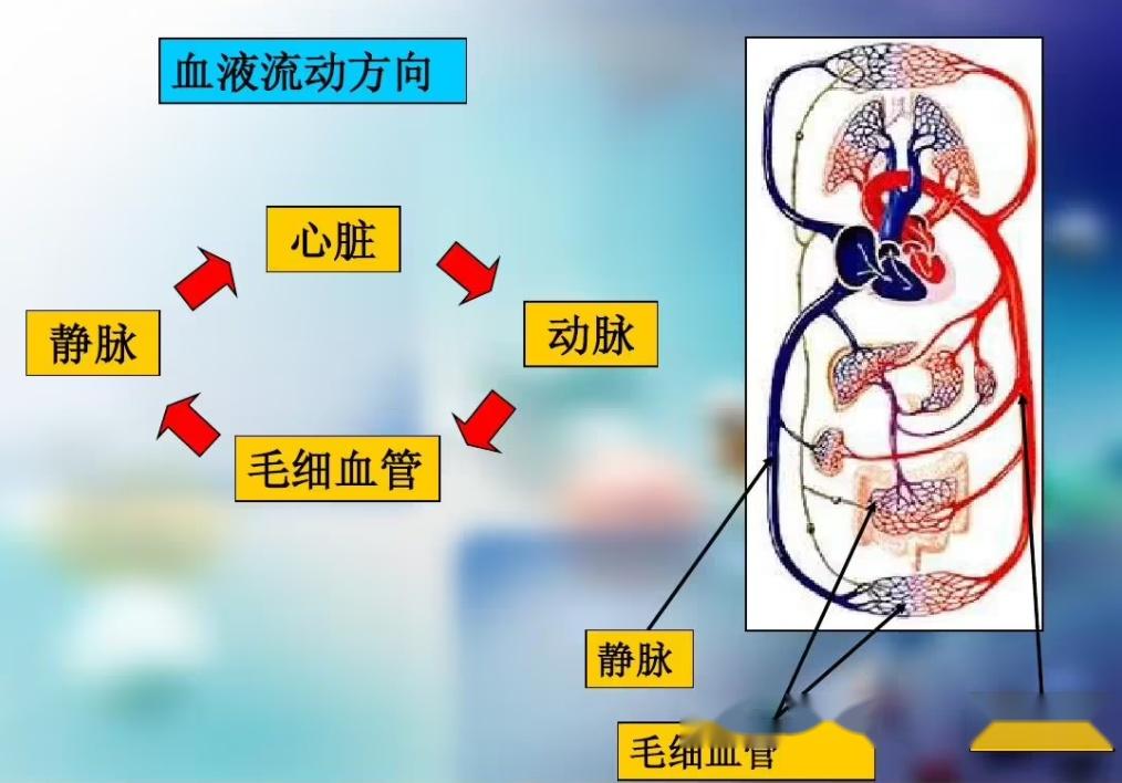 为什么人体主动脉血管里血液流动会由层流变为湍流? - 知乎