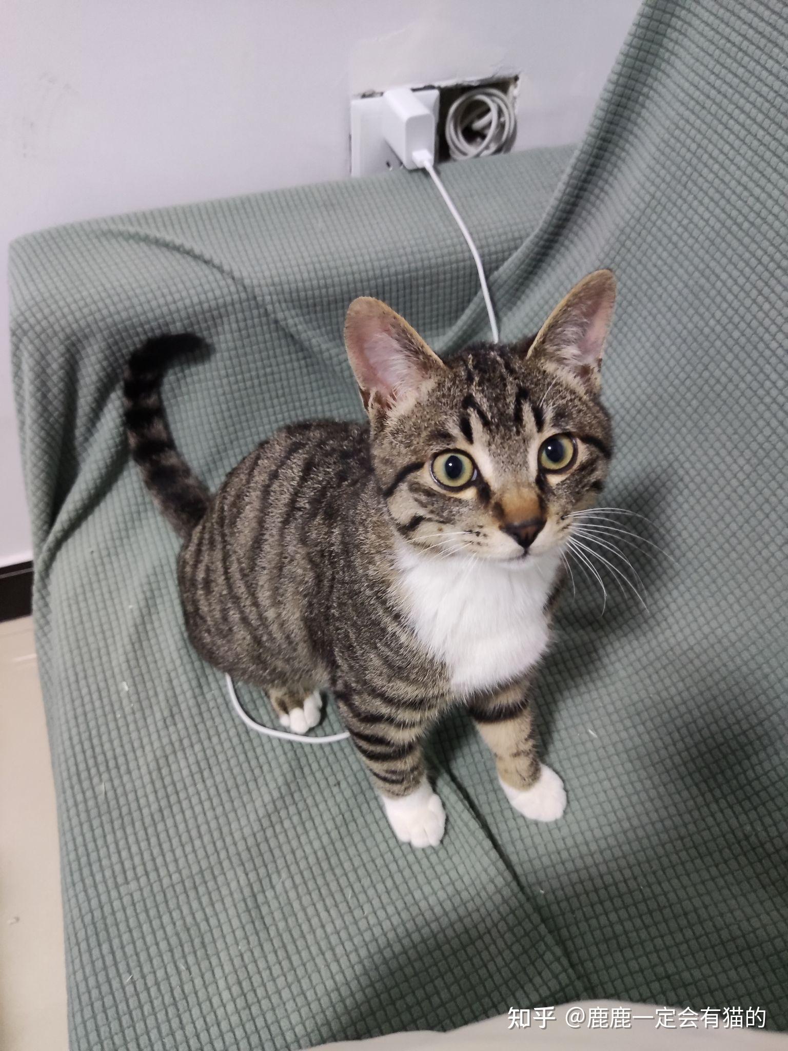 菊猫和宠物猫的区别在哪了? - 知乎