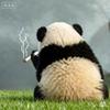 紫羽蜂鸣