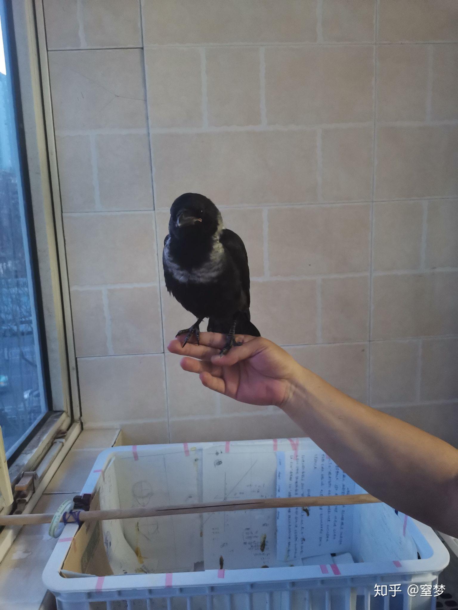 如何养一只宠物乌鸦? - 知乎