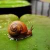 Snail蜗牛妈妈