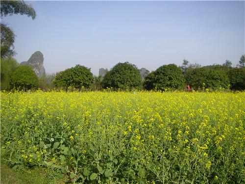 广西油菜花观赏攻略这些地方可看花开成海