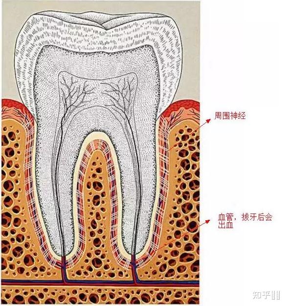 拔牙用的麻醉药有什么副作用吗?比如面瘫? - 知乎