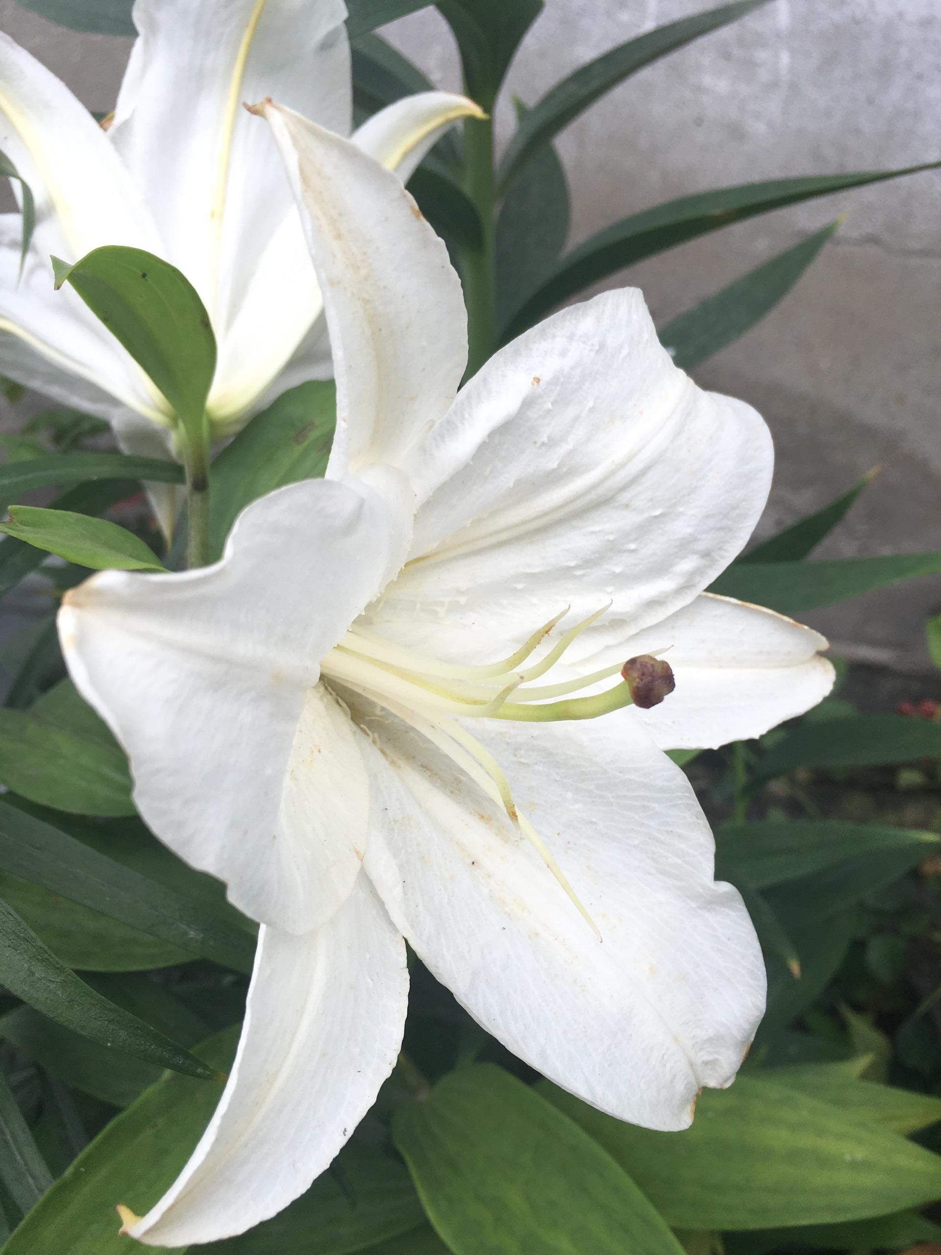 如何种植百合花(西伯利亚)? - 知乎