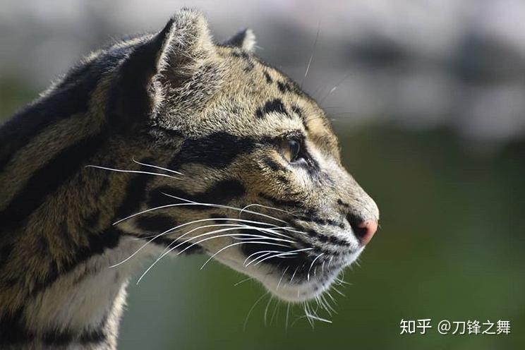 剑齿虎打得过狮子老虎吗?(剑齿虎与狮子体型对比)