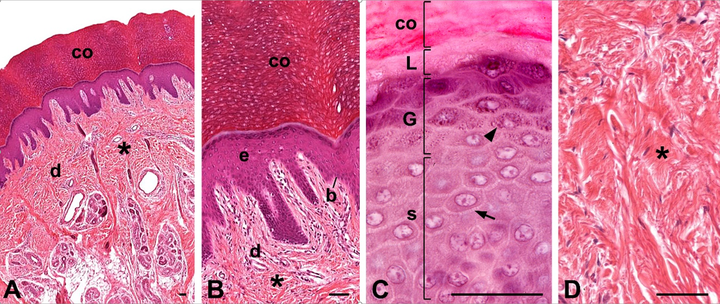 无毛皮肤表皮层的显微和超微结构