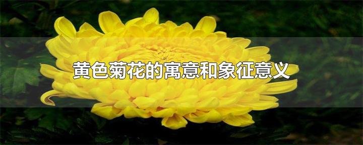 黄菊的寓意和象征意义 - 知乎