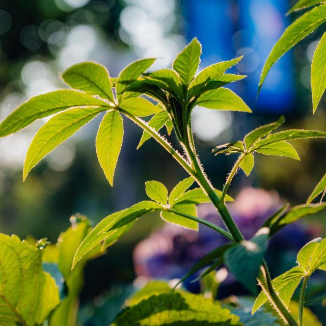 如果进化论是对的，植物为何不进化得很难吃？