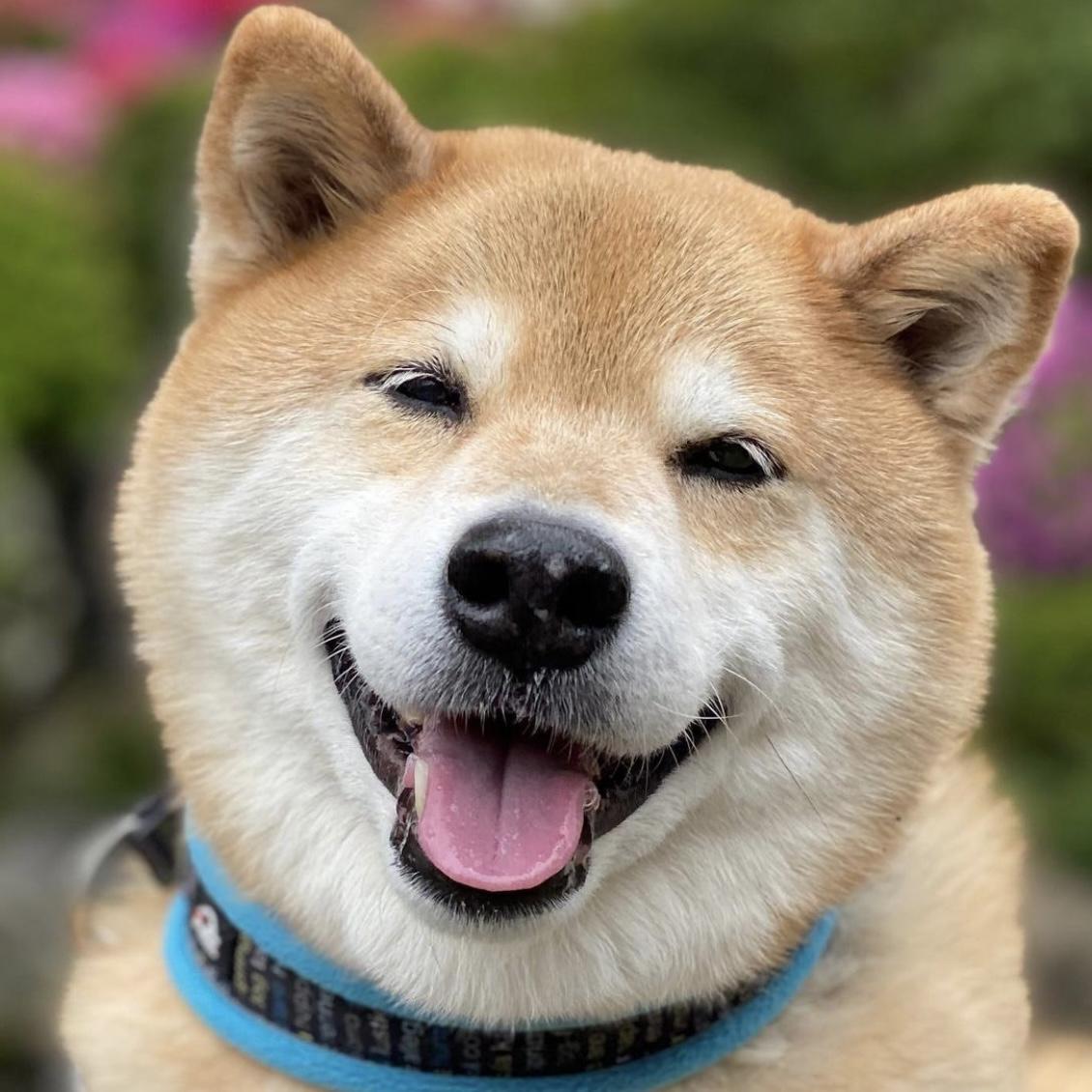 有什么好看的小动物头像? - 知乎