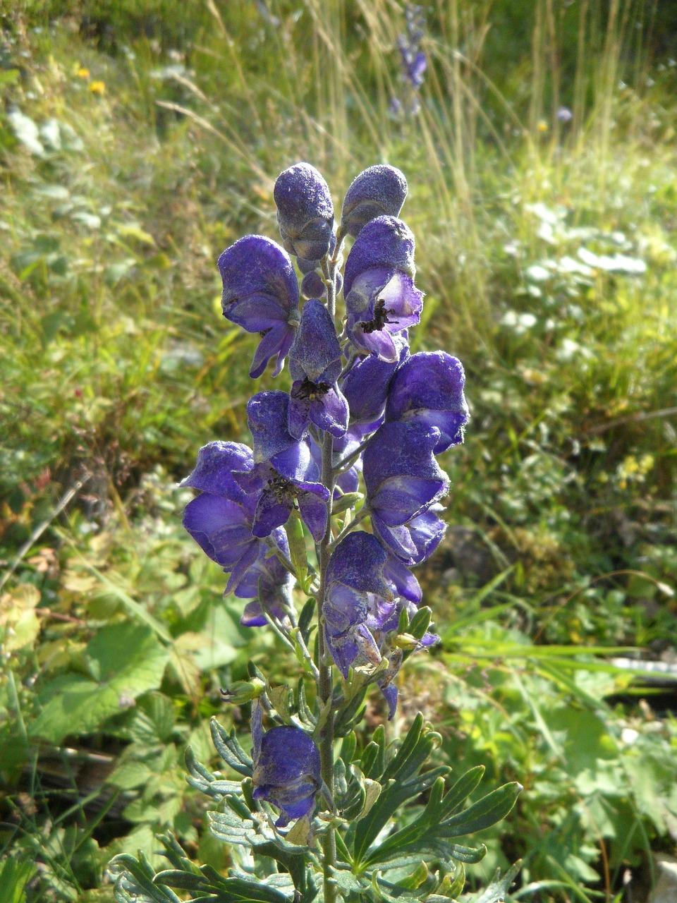 野生灵芝怎么栽种