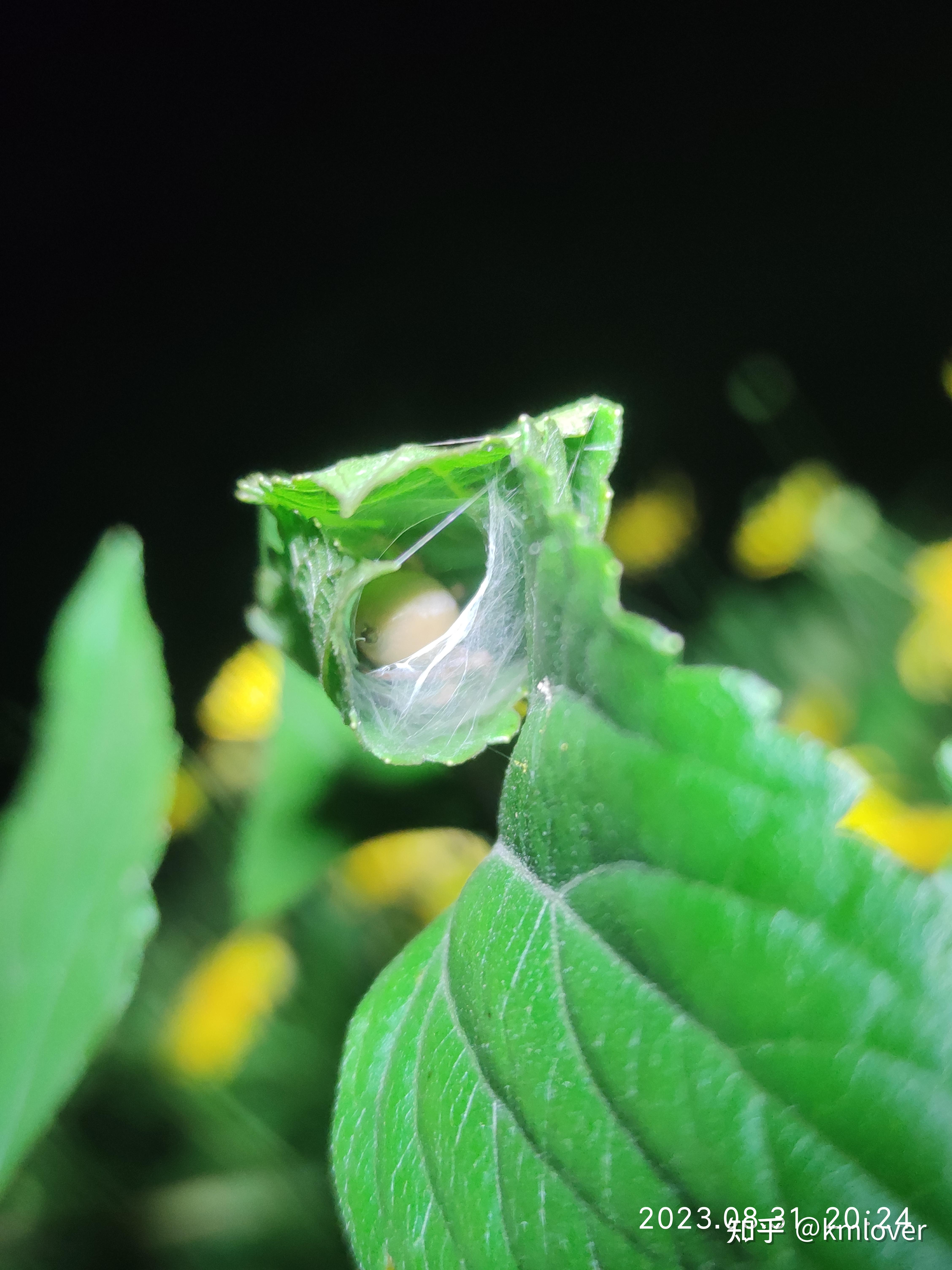 逮到了一只白色蜘蛛,加上腿有2厘米长,有人知道是什么品种吗?