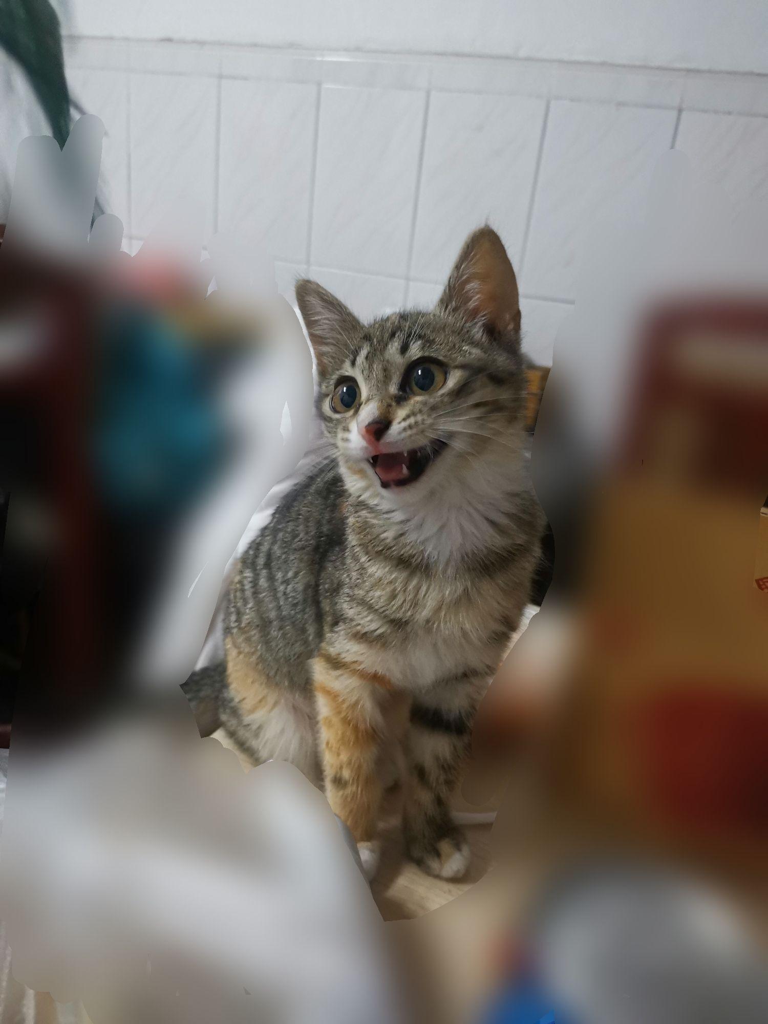 狸花猫跟蓝猫的串可以卖多少? - 知乎