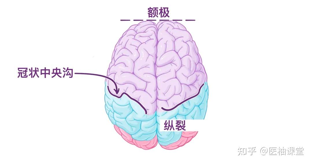 人体解剖学基础:大脑皮层 - 知乎