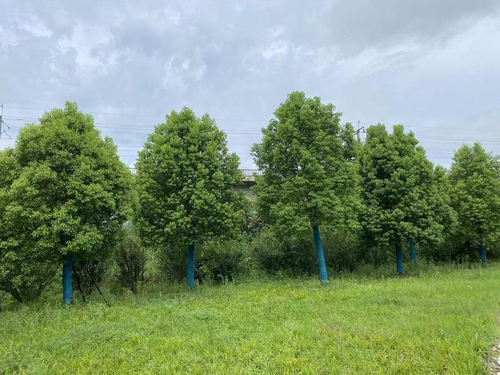 黏土地乔灌木栽植技术要点 - 知乎