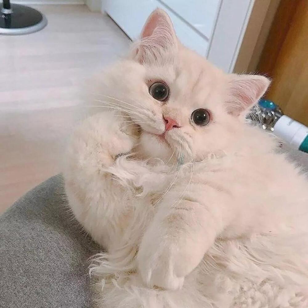 有什么可爱的小动物头像