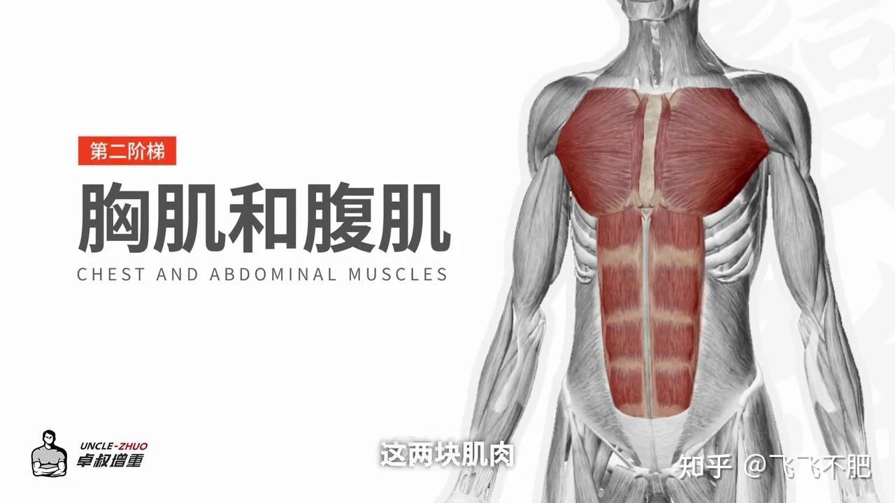 体型偏瘦的人(细狗)如何有效增肌? - 知乎