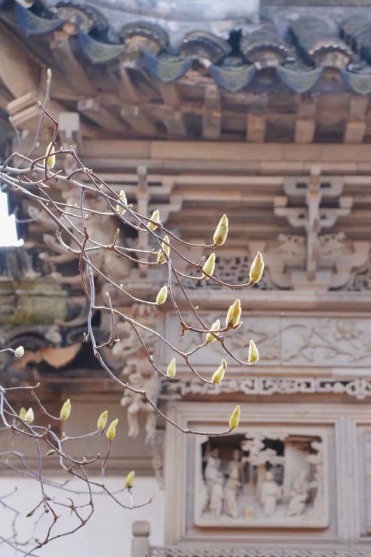 国内有哪些赏「玉兰花」的好去处? - 知乎