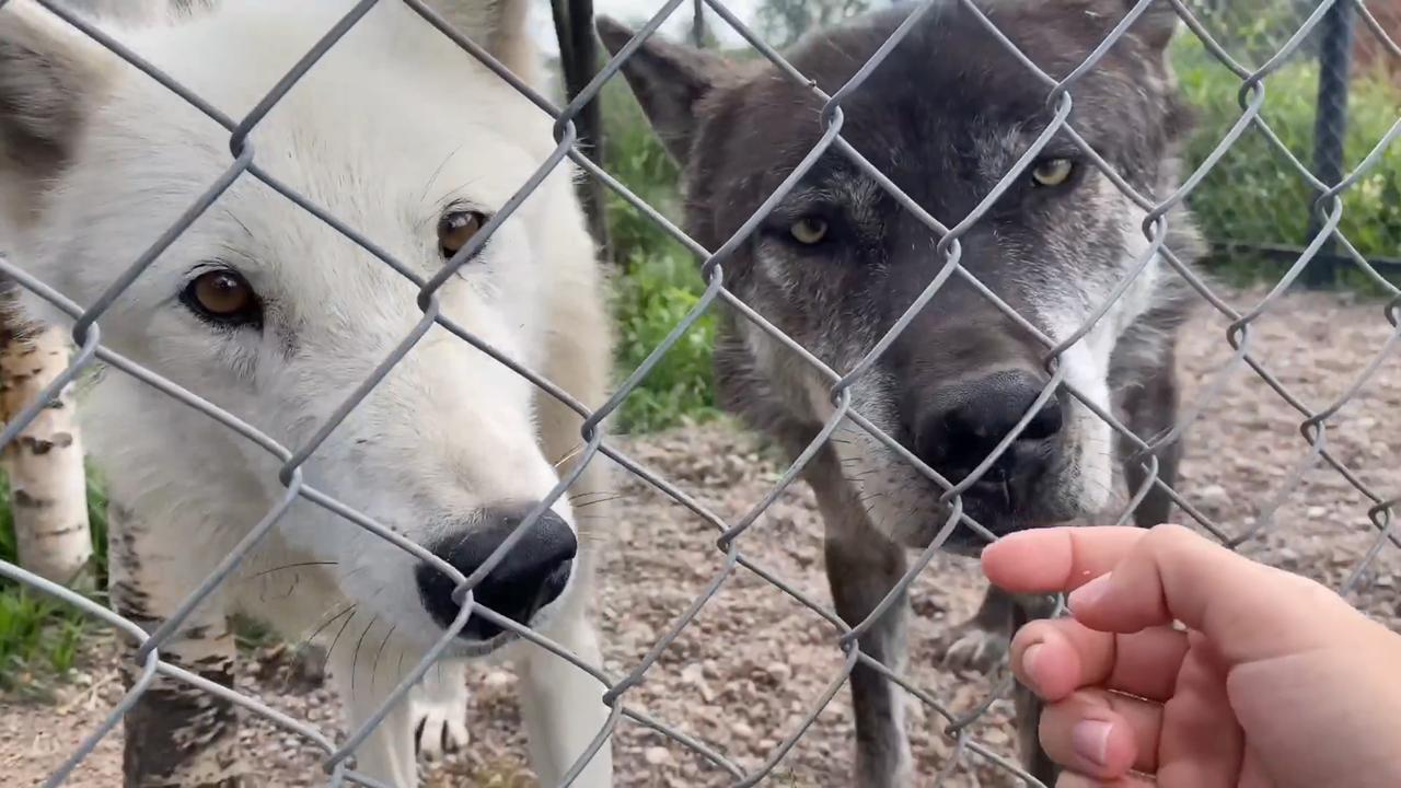 黑白双狼俄罗斯家养狼面对女主人时很温顺乖乖被摸鼻头