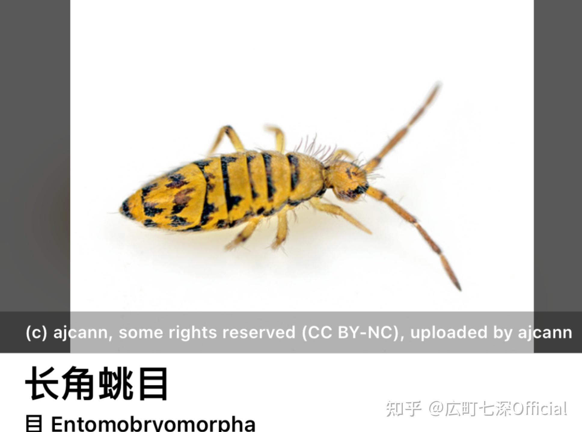 请问这种黑白相间的是什么虫?求助大佬们?