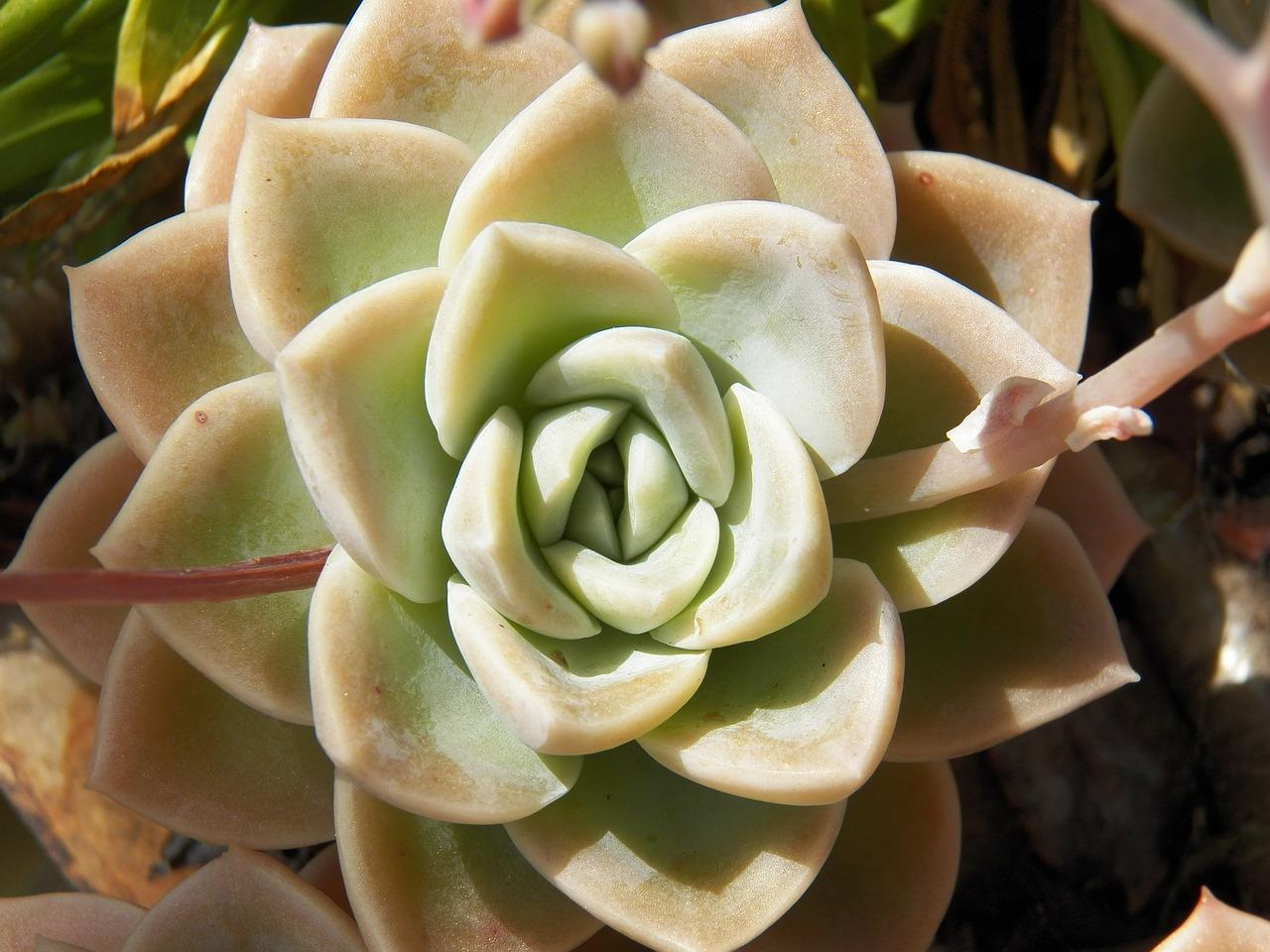 肉肉植物的花语是什么