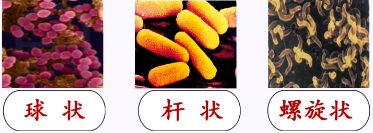 一篇文章了解【细菌、真菌与病毒】 - 知乎