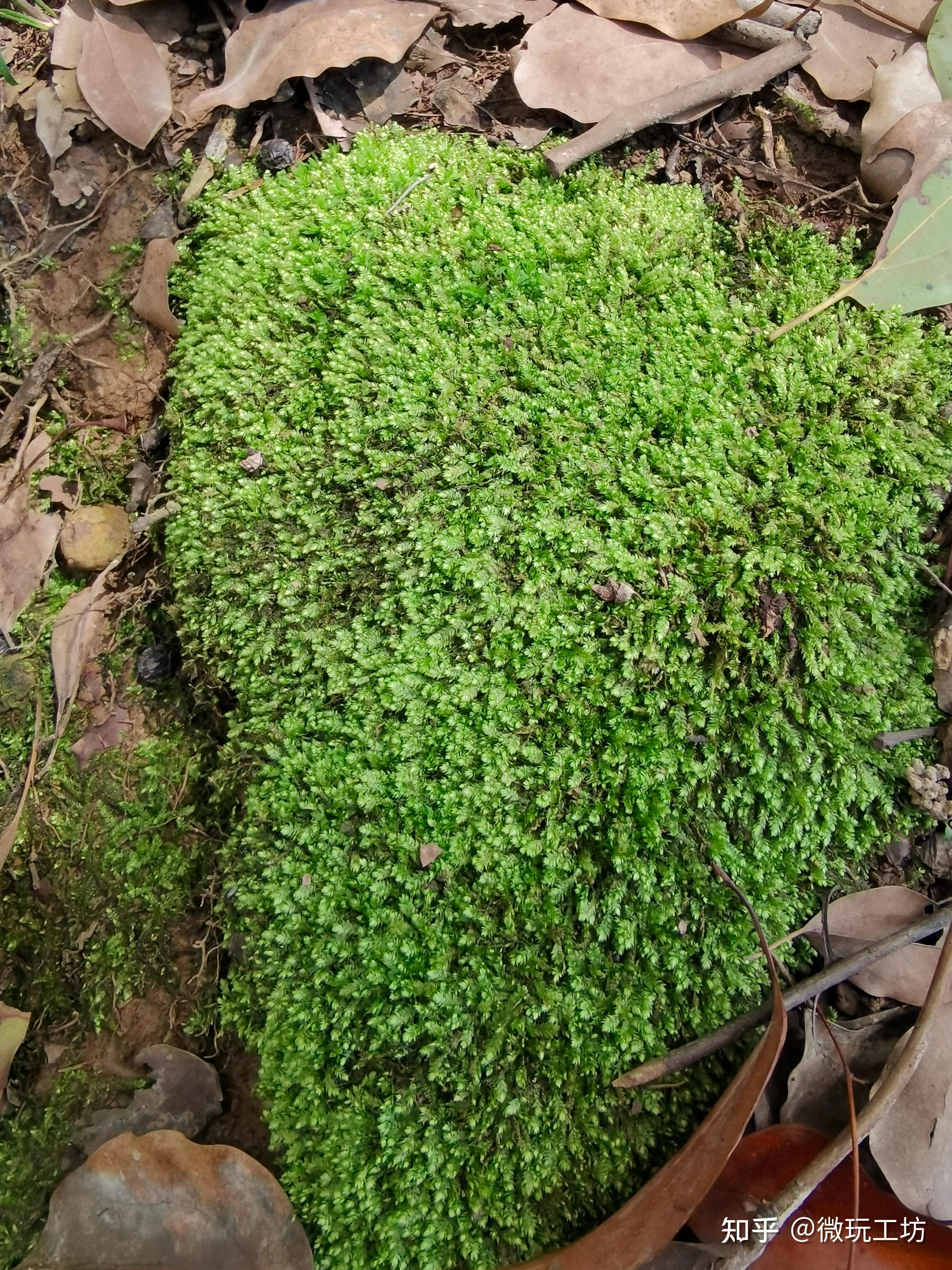 苔癣早期图片