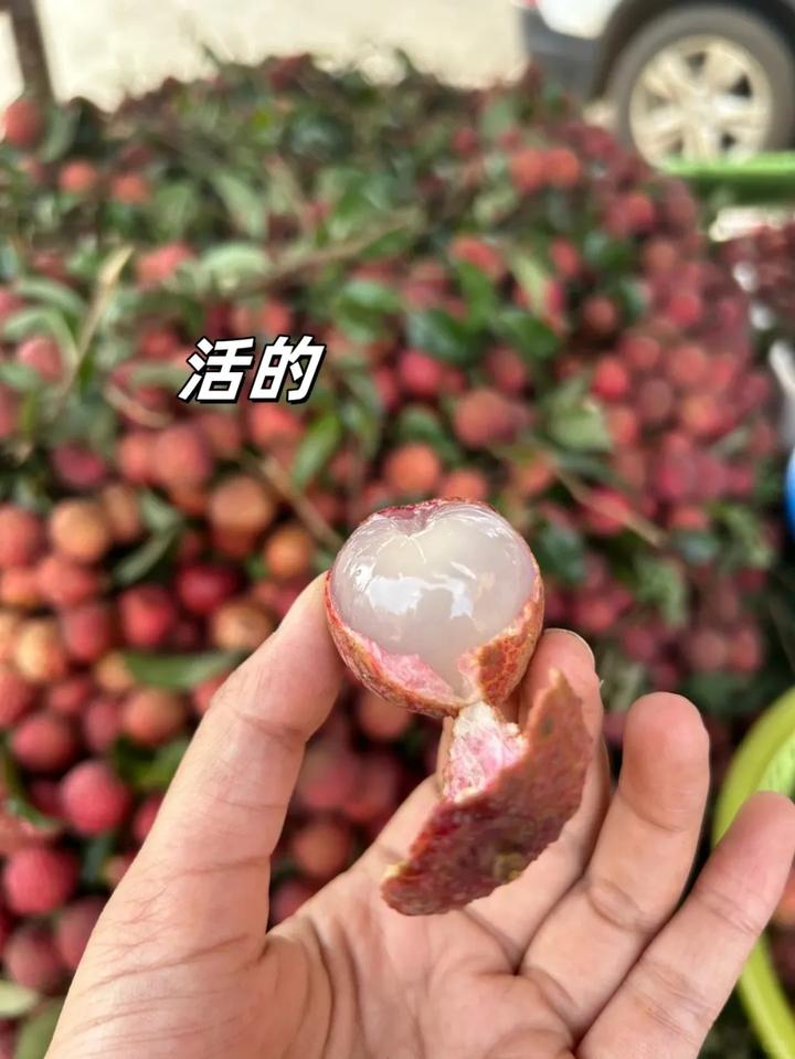 活荔枝到底有多绝?吃过的人都想立刻飞广东! - 知乎