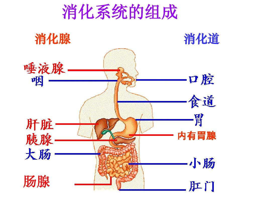 吃的東西不消化還能吸收營養嗎?