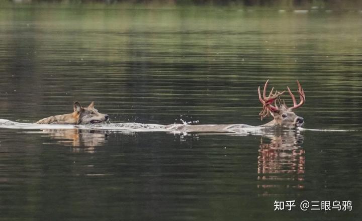 如果将 20 只狼和 500 只鹿放进同一孤岛，最后谁能活下来？