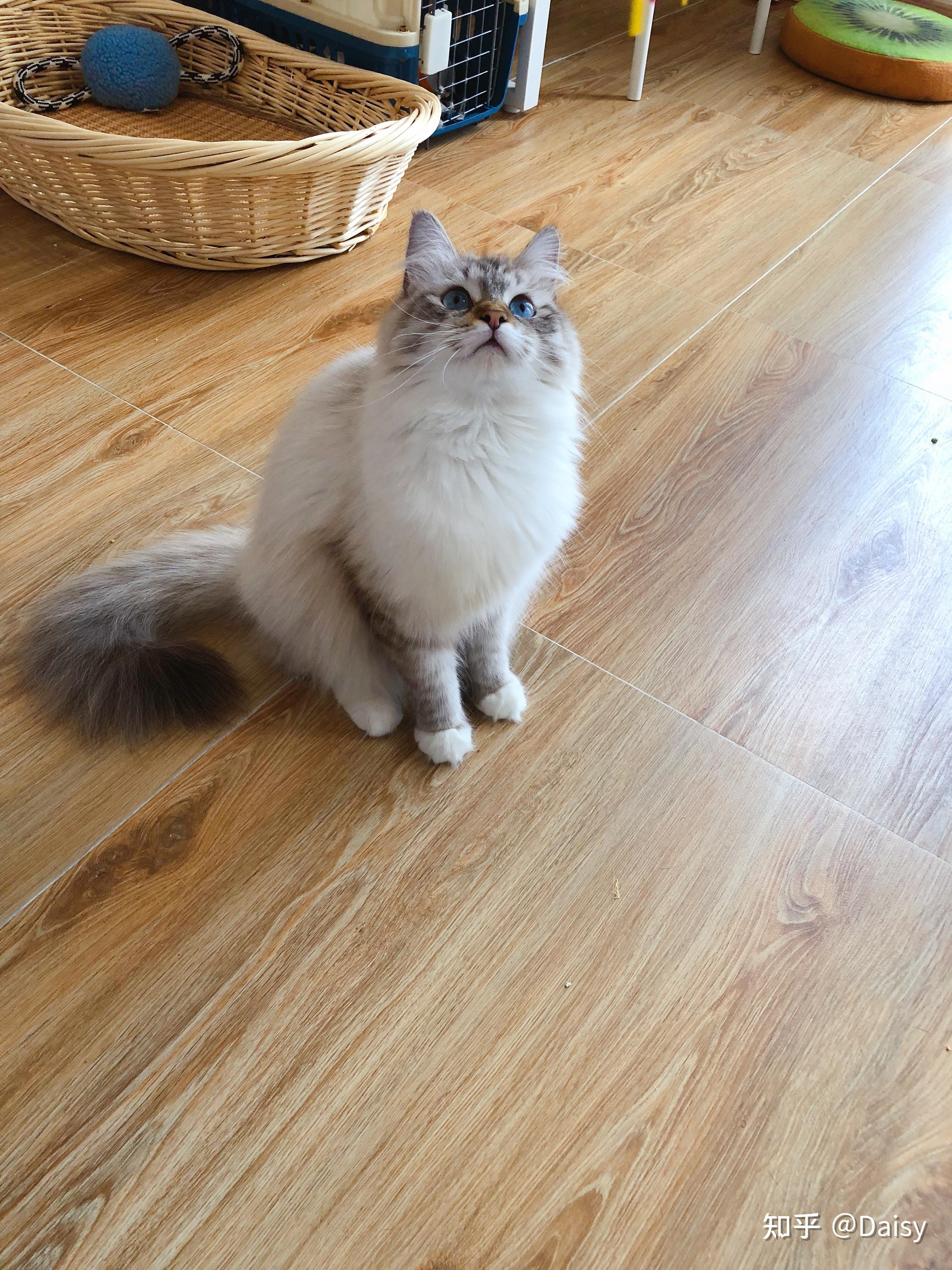 成年布偶猫能长多大