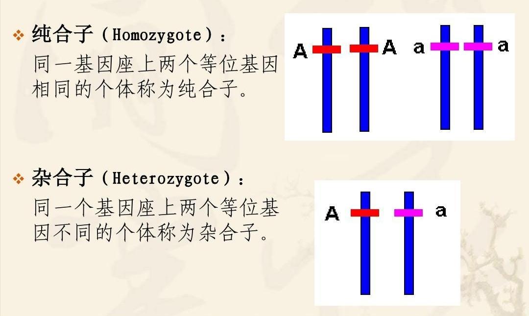 Aa和Aa杂交图图片