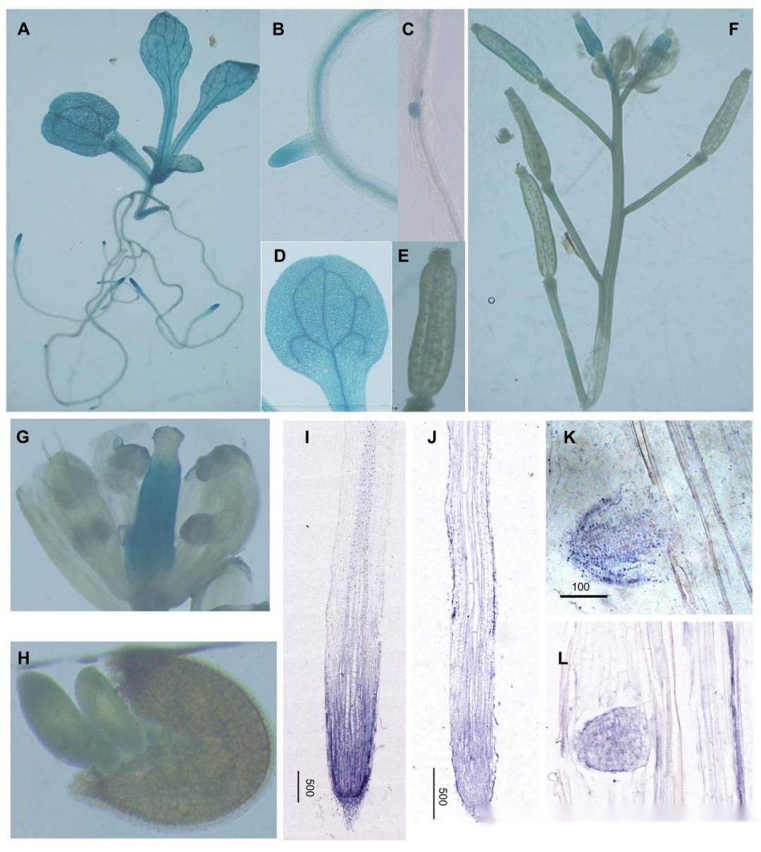 【Plant Biotech J】miRNA 前体基因ZmLRT在调控玉米侧根数量和耐旱性中的作用 - 知乎