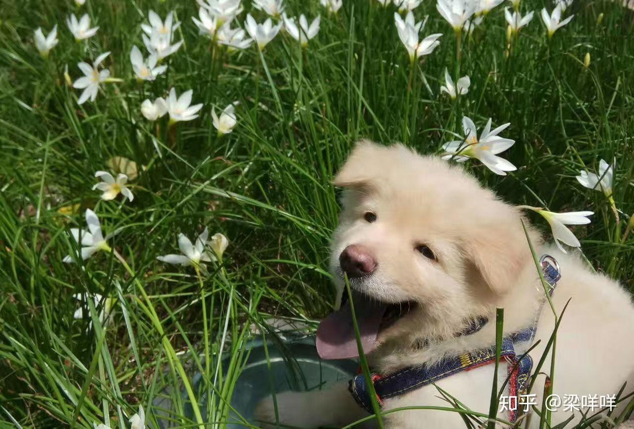 土松狮是土狗中最有希望成为国产翘楚的,为什么知道它的人寥寥无几? - 知乎