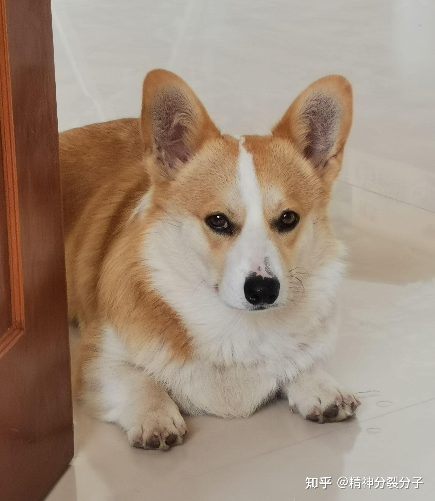 求助我家柯基一岁了耳朵还没有完全立起来怎么办